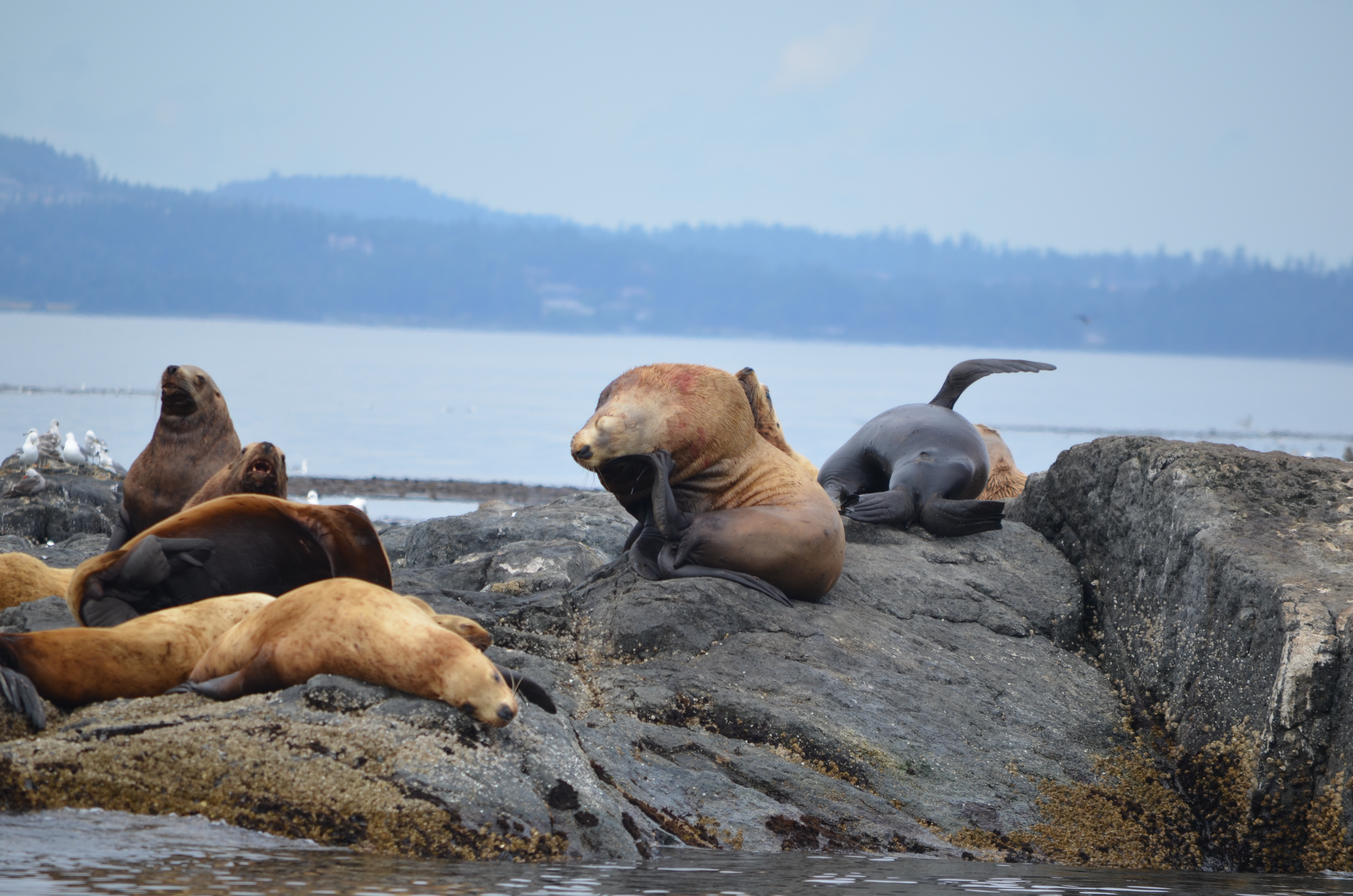 photos/wildlife/Mammal_Species/Steller Sea Lion/DSC_0227.JPG